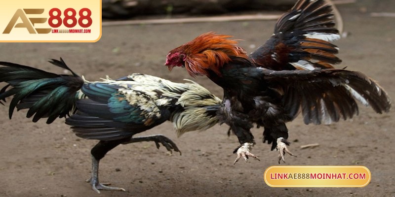 Lối Gà Chọi Hay Nhất - Bí Quyết Thắng Trận Từ Sư kê 18 Biết nhìn tướng gà sẽ dễ dàng chọn ra kê thủ chất lượng