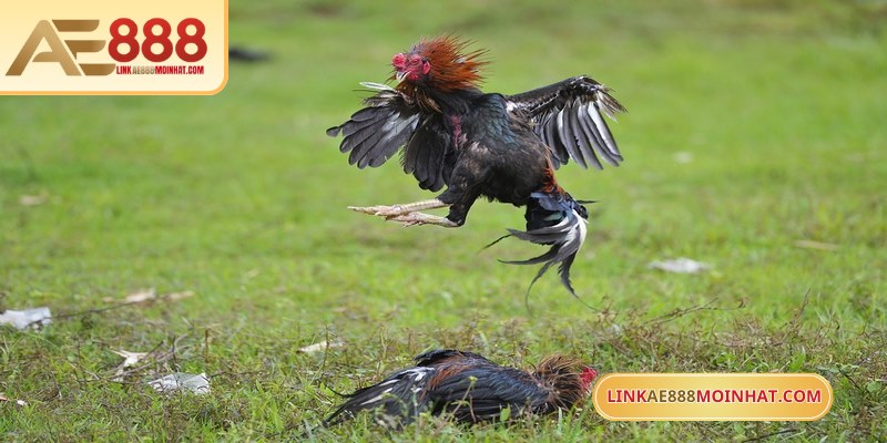 Lối Gà Chọi Hay Nhất - Bí Quyết Thắng Trận Từ Sư kê 16 Gà đòn - Lựa chọn gà đá luôn thắng với khả năng thi đấu tốt tại AE888