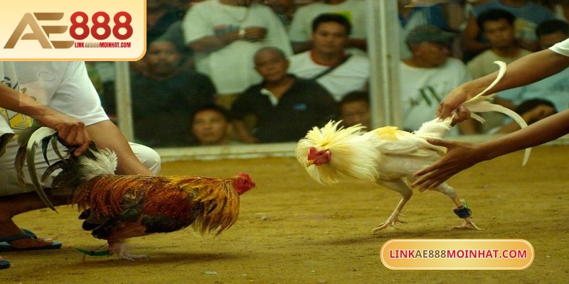 Lối Gà Chọi Hay Nhất - Bí Quyết Thắng Trận Từ Sư kê 17 Sư kê có thể ưu tiên các giống chiến đấu hung hăng, đá tốt